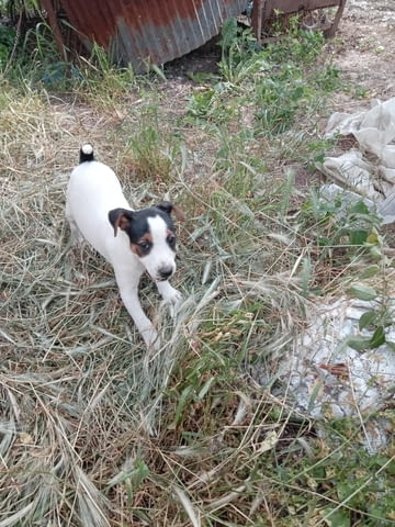 Терриери джак ръссел Японски териер, 3 месеца, Ваксинирано - Да - град Каолиново | Кучета - снимка 7