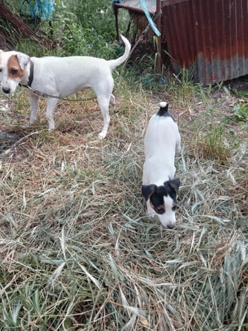 Терриери джак ръссел Японски териер, 3 месеца, Ваксинирано - Да - град Каолиново | Кучета - снимка 8