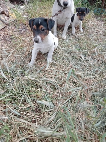 Терриери джак ръссел Японски териер, 3 месеца, Ваксинирано - Да - град Каолиново | Кучета - снимка 9