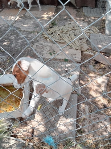 Терриери джак ръссел Японски териер, 3 месеца, Ваксинирано - Да - град Каолиново | Кучета - снимка 10