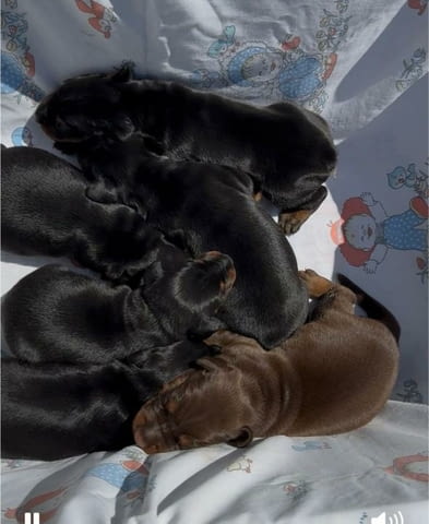 Доберман кученца Ваксинирано - Да, Обезпаразитено - Да - град Извън България | Кучета - снимка 3