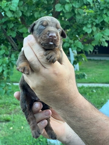 Доберман кученца Ваксинирано - Да, Обезпаразитено - Да - град Извън България | Кучета - снимка 4