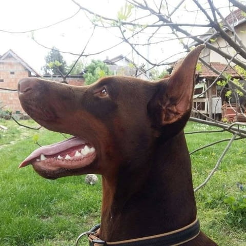 Доберман кученца Ваксинирано - Да, Обезпаразитено - Да - град Извън България | Кучета - снимка 5