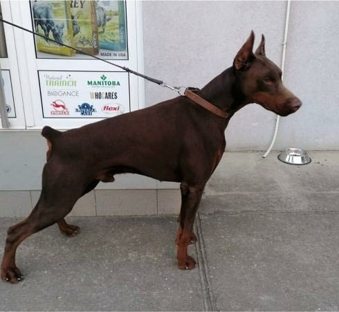 Доберман кученца Ваксинирано - Да, Обезпаразитено - Да - град Извън България | Кучета - снимка 6