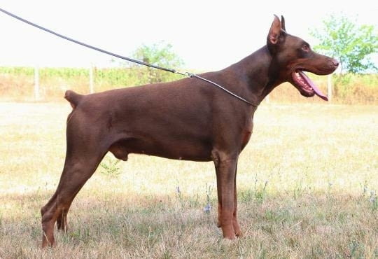 Доберман кученца Ваксинирано - Да, Обезпаразитено - Да - град Извън България | Кучета - снимка 7