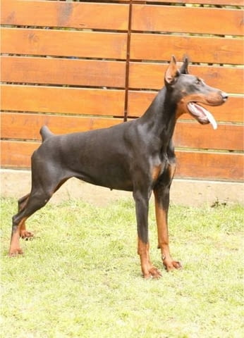 Доберман кученца Ваксинирано - Да, Обезпаразитено - Да - град Извън България | Кучета - снимка 8