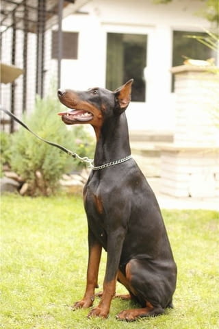 Доберман кученца Ваксинирано - Да, Обезпаразитено - Да - град Извън България | Кучета - снимка 11