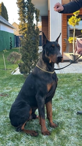 Доберман кученца Ваксинирано - Да, Обезпаразитено - Да - град Извън България | Кучета - снимка 12