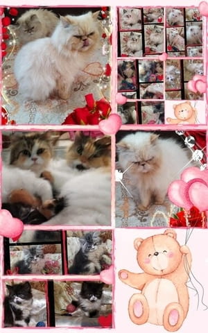 Ваксинирани персийски дългокосмести многоцветни домашни любимци с ЕС паспорти микрочипи - снимка 5