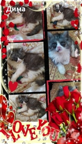 Ваксинирани персийски дългокосмести многоцветни домашни любимци с ЕС паспорти микрочипи - снимка 6