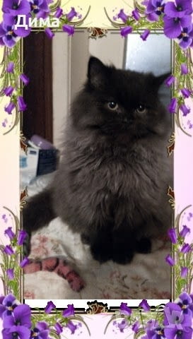 Ваксинирани персийски дългокосмести многоцветни домашни любимци с ЕС паспорти микрочипи - снимка 7