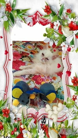 Ваксинирани персийски дългокосмести многоцветни домашни любимци с ЕС паспорти микрочипи - снимка 8