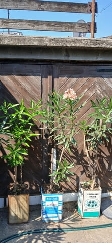 Едноетажна къща за ремонт 1-етажна, Тухла, 86 м2 - град Варна | Къщи / Вили - снимка 3