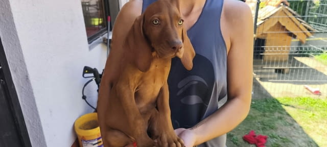 Унгарска късокосместа визла – Кученца Унгарска късокосместа визла, Ваксинирано - Да, Обезпаразитено - Да - град Извън България | Кучета - снимка 1