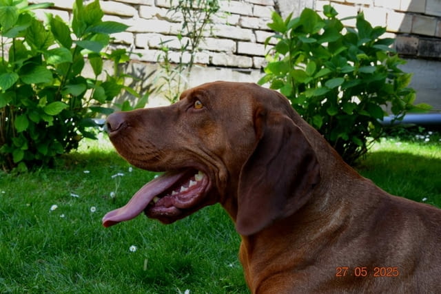 Унгарска късокосместа визла – Кученца Унгарска късокосместа визла, Ваксинирано - Да, Обезпаразитено - Да - град Извън България | Кучета - снимка 3