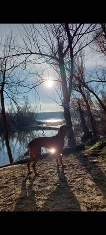 Унгарска късокосместа визла – Кученца Унгарска късокосместа визла, Ваксинирано - Да, Обезпаразитено - Да - град Извън България | Кучета - снимка 4