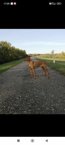 Унгарска късокосместа визла – Кученца Унгарска късокосместа визла, Ваксинирано - Да, Обезпаразитено - Да - град Извън България | Кучета - снимка 5