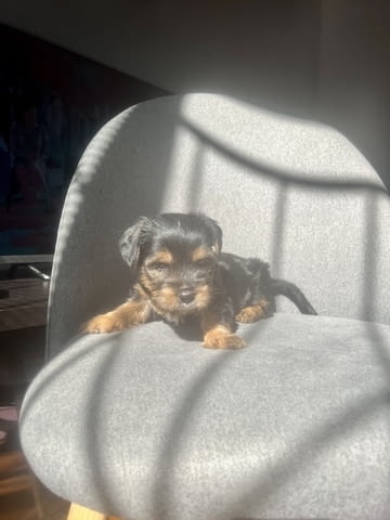 Йоркита Yorkshire Terrier, 2 Months, Vaccinated - Yes - city of Sofia | Dogs - снимка 1