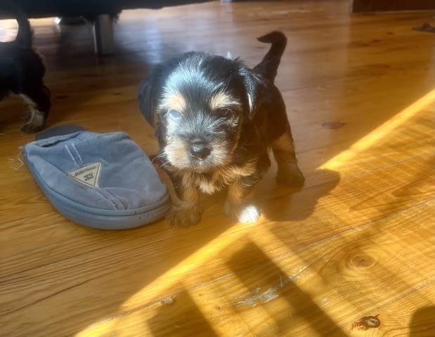 Йоркита Yorkshire Terrier, 2 Months, Vaccinated - Yes - city of Sofia | Dogs - снимка 2