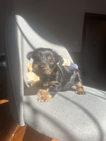 Йоркита Yorkshire Terrier, 2 Months, Vaccinated - Yes - city of Sofia | Dogs - снимка 3