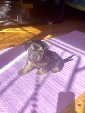 Йоркита Yorkshire Terrier, 2 Months, Vaccinated - Yes - city of Sofia | Dogs - снимка 4