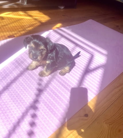 Йоркита Yorkshire Terrier, 2 Months, Vaccinated - Yes - city of Sofia | Dogs - снимка 5