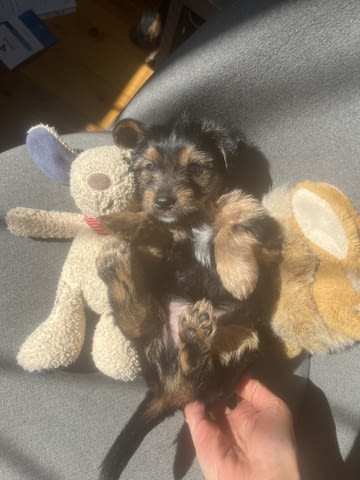 Йоркита Yorkshire Terrier, 2 Months, Vaccinated - Yes - city of Sofia | Dogs - снимка 6