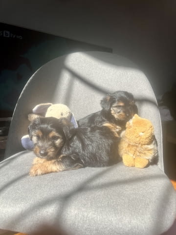 Йоркита Yorkshire Terrier, 2 Months, Vaccinated - Yes - city of Sofia | Dogs - снимка 7