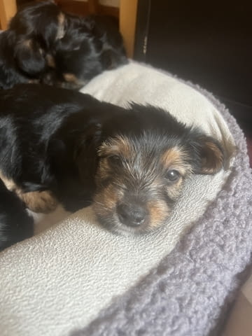 Йоркита Yorkshire Terrier, 2 Months, Vaccinated - Yes - city of Sofia | Dogs - снимка 8