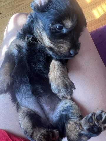 Йоркита Yorkshire Terrier, 2 Months, Vaccinated - Yes - city of Sofia | Dogs - снимка 9