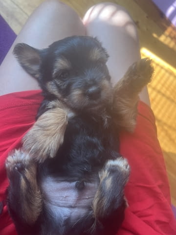 Йоркита Yorkshire Terrier, 2 Months, Vaccinated - Yes - city of Sofia | Dogs - снимка 10