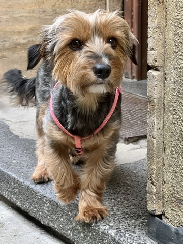 Йоркита Yorkshire Terrier, 2 Months, Vaccinated - Yes - city of Sofia | Dogs - снимка 11