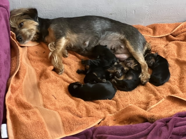 Йоркита Yorkshire Terrier, 2 Months, Vaccinated - Yes - city of Sofia | Dogs - снимка 12