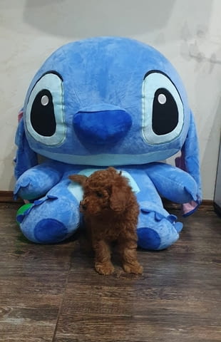 Toy/mini red poodles Пудел той, 2 месеца - град Извън България | Кучета - снимка 1
