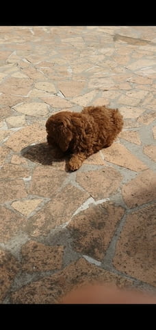 Toy/mini red poodles Пудел той, 2 месеца - град Извън България | Кучета - снимка 2