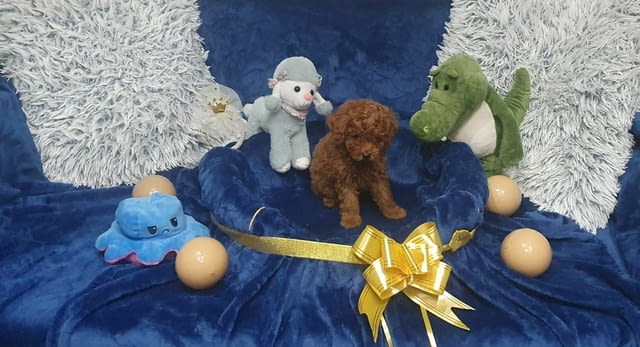 Toy/mini red poodles Пудел той, 2 месеца - град Извън България | Кучета - снимка 3