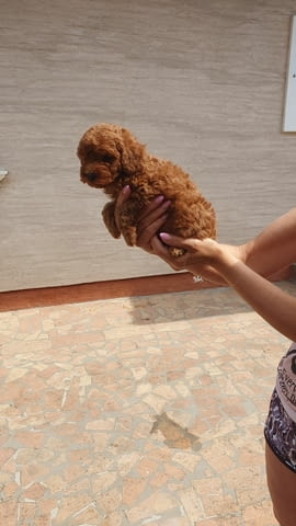 Toy/mini red poodles Пудел той, 2 месеца - град Извън България | Кучета - снимка 4