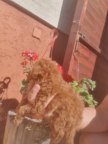 Toy/mini red poodles Пудел той, 2 месеца - град Извън България | Кучета - снимка 5