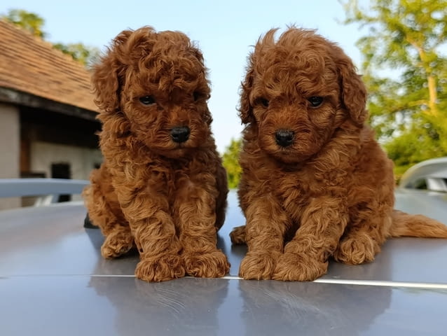 Той червен пудел – Красиви кученца за продан Toy Poodle, Vaccinated - Yes, Dewormed - Yes - city of Izvun Bulgaria | Dogs - снимка 1