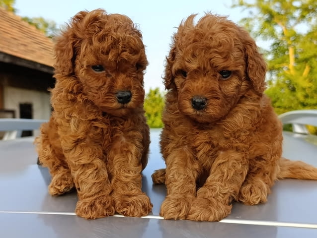 Той червен пудел – Красиви кученца за продан Toy Poodle, Vaccinated - Yes, Dewormed - Yes - city of Izvun Bulgaria | Dogs - снимка 2