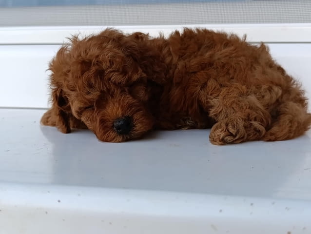 Той червен пудел – Красиви кученца за продан Toy Poodle, Vaccinated - Yes, Dewormed - Yes - city of Izvun Bulgaria | Dogs - снимка 3