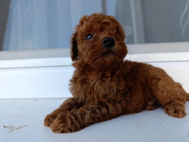Той червен пудел – Красиви кученца за продан Toy Poodle, Vaccinated - Yes, Dewormed - Yes - city of Izvun Bulgaria | Dogs - снимка 4