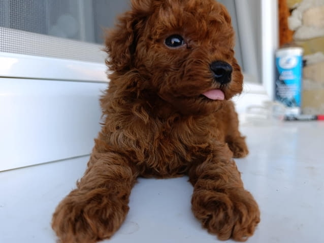 Той червен пудел – Красиви кученца за продан Toy Poodle, Vaccinated - Yes, Dewormed - Yes - city of Izvun Bulgaria | Dogs - снимка 5