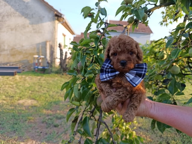 Той червен пудел – Красиви кученца за продан Toy Poodle, Vaccinated - Yes, Dewormed - Yes - city of Izvun Bulgaria | Dogs - снимка 6