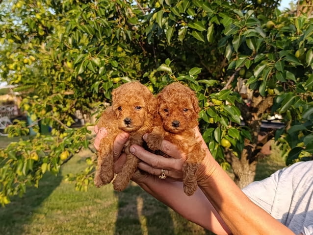 Той червен пудел – Красиви кученца за продан Toy Poodle, Vaccinated - Yes, Dewormed - Yes - city of Izvun Bulgaria | Dogs - снимка 7