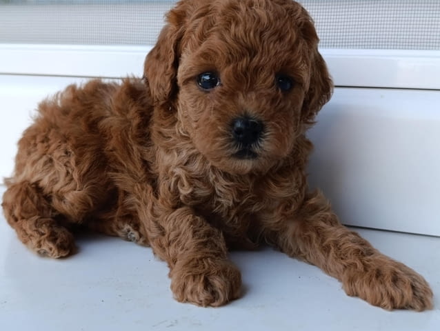 Той червен пудел – Красиви кученца за продан Toy Poodle, Vaccinated - Yes, Dewormed - Yes - city of Izvun Bulgaria | Dogs - снимка 8