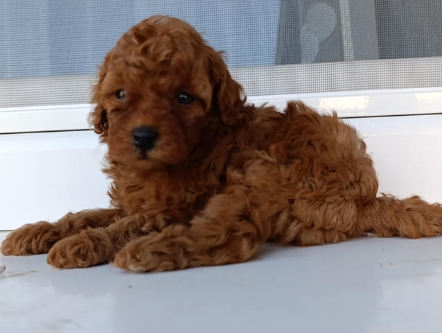 Той червен пудел – Красиви кученца за продан Toy Poodle, Vaccinated - Yes, Dewormed - Yes - city of Izvun Bulgaria | Dogs - снимка 9