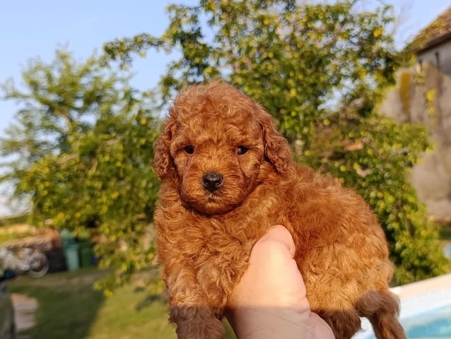 Той червен пудел – Красиви кученца за продан Toy Poodle, Vaccinated - Yes, Dewormed - Yes - city of Izvun Bulgaria | Dogs - снимка 10