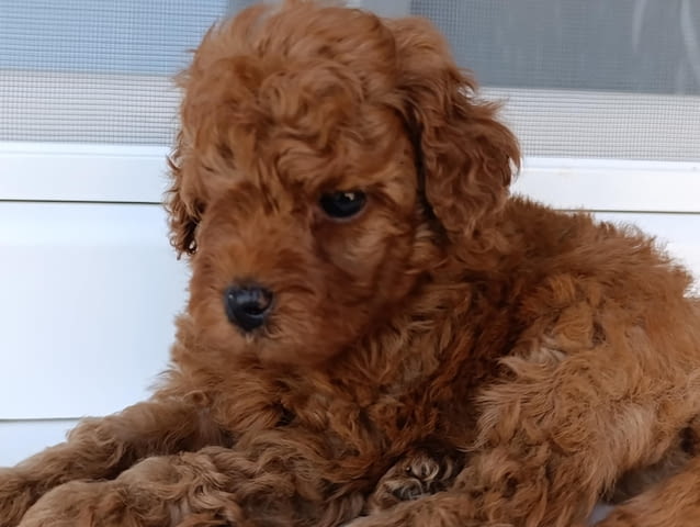Той червен пудел – Красиви кученца за продан Toy Poodle, Vaccinated - Yes, Dewormed - Yes - city of Izvun Bulgaria | Dogs - снимка 11