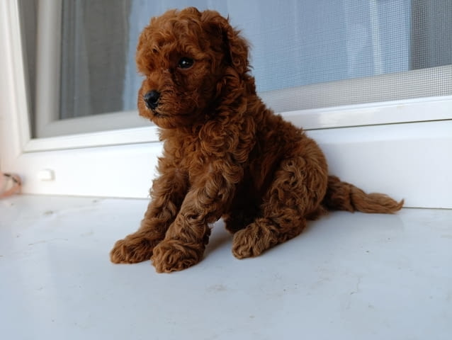 Той червен пудел – Красиви кученца за продан Toy Poodle, Vaccinated - Yes, Dewormed - Yes - city of Izvun Bulgaria | Dogs - снимка 12